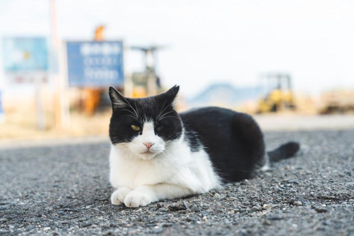 「野良猫」にやってはいけない5つのNG行為, 1.無責任な「置きエサ」, 2.急に触ろうとしたり、追いかけたりする, 3.家の中へ勝手に入れる, 4.大声を出したり、しつこく構い続けたりする, 5.不妊手術をせずにエサだけを与え続ける, もしトラブルが起きたら？考えられるリスク, 野良猫との正しい関わり方