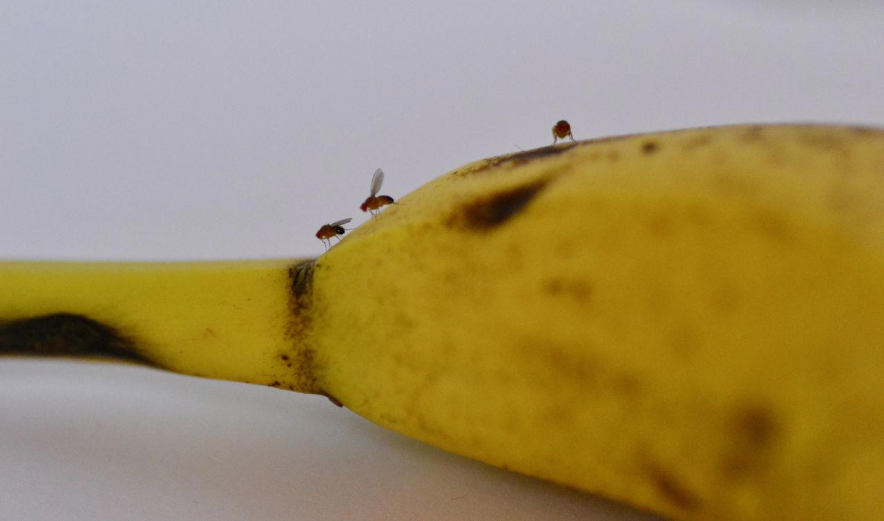 Why Fruit Flies Are On Banana Skins, The Simple Hack To Prevent Fruit Flies, I Tried It – Here's What Happened, You Can Try This At Home, The Science Behind This Tip
