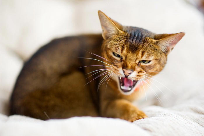 猫が嫌う機嫌の取り方3選, 1.しつこく追いかける, 2.スキンシップを取る, 3.大声で話しかける, 適切な機嫌の取り方