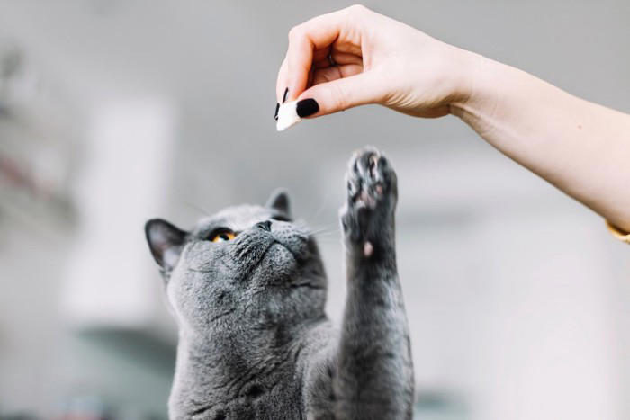 猫が嫌う機嫌の取り方3選, 1.しつこく追いかける, 2.スキンシップを取る, 3.大声で話しかける, 適切な機嫌の取り方