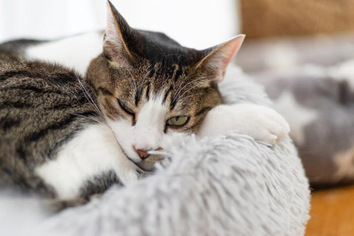 猫が嫌う機嫌の取り方3選, 1.しつこく追いかける, 2.スキンシップを取る, 3.大声で話しかける, 適切な機嫌の取り方