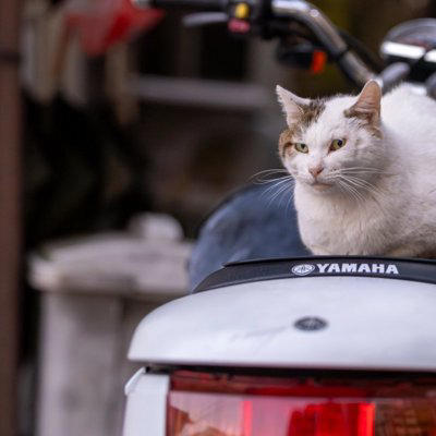 「野良猫」にやってはいけない5つのNG行為, 1.無責任な「置きエサ」, 2.急に触ろうとしたり、追いかけたりする, 3.家の中へ勝手に入れる, 4.大声を出したり、しつこく構い続けたりする, 5.不妊手術をせずにエサだけを与え続ける, もしトラブルが起きたら？考えられるリスク, 野良猫との正しい関わり方
