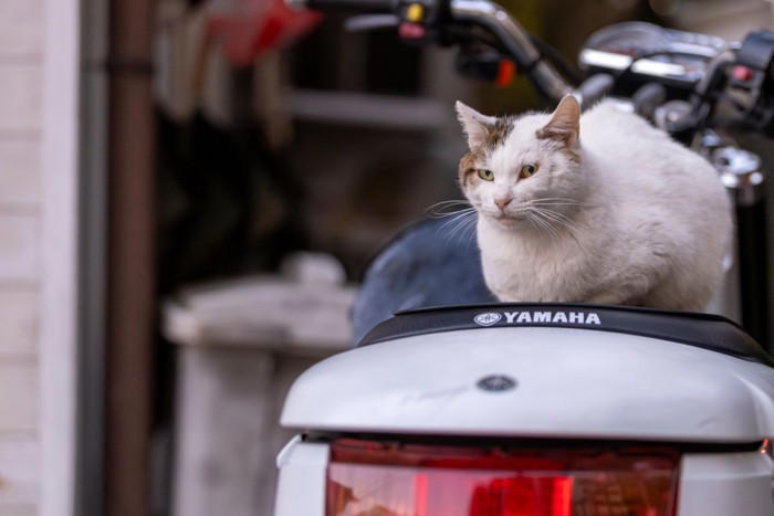 「野良猫」にやってはいけない5つのNG行為, 1.無責任な「置きエサ」, 2.急に触ろうとしたり、追いかけたりする, 3.家の中へ勝手に入れる, 4.大声を出したり、しつこく構い続けたりする, 5.不妊手術をせずにエサだけを与え続ける, もしトラブルが起きたら？考えられるリスク, 野良猫との正しい関わり方