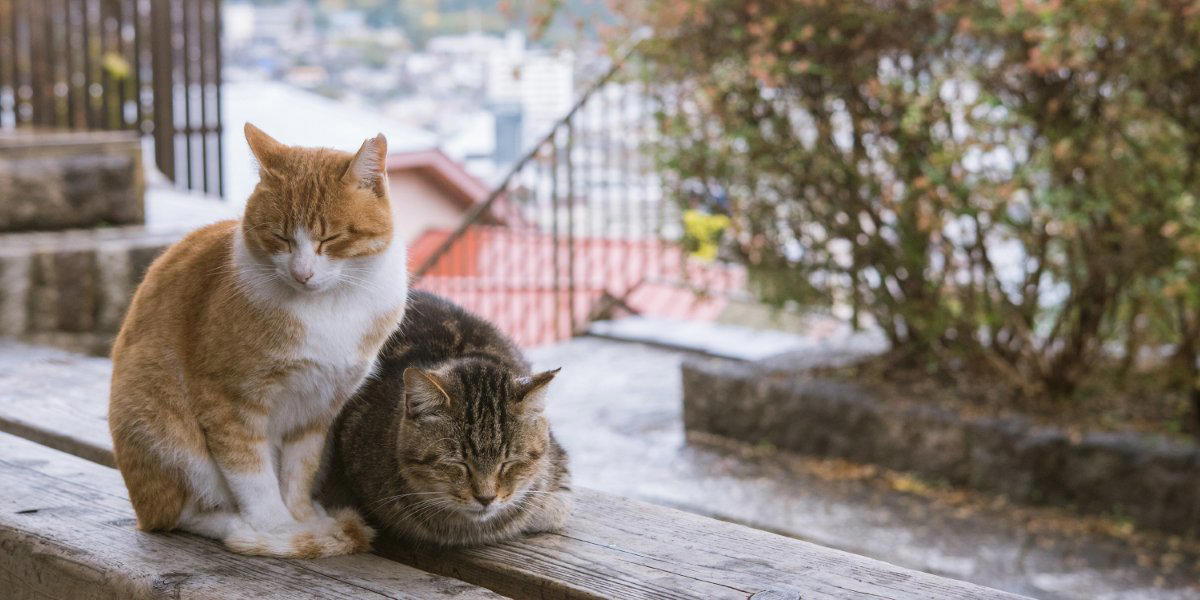 「野良猫」にやってはいけない5つのNG行為, 1.無責任な「置きエサ」, 2.急に触ろうとしたり、追いかけたりする, 3.家の中へ勝手に入れる, 4.大声を出したり、しつこく構い続けたりする, 5.不妊手術をせずにエサだけを与え続ける, もしトラブルが起きたら？考えられるリスク, 野良猫との正しい関わり方