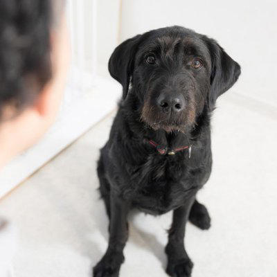 犬が飼い主を慰める心理3つ, 1.飼い主さんが悲しいと自分も悲しい, 2.自分が守らなきゃ, 3.早く元気になってほしい, 寄り添う愛犬がみせる具体的な行動, 体をくっつけてくる, お気に入りのおもちゃを持ってくる, じっとそばで見守る
