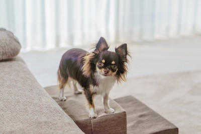 犬が飼い主を慰める心理3つ, 1.飼い主さんが悲しいと自分も悲しい, 2.自分が守らなきゃ, 3.早く元気になってほしい, 寄り添う愛犬がみせる具体的な行動, 体をくっつけてくる, お気に入りのおもちゃを持ってくる, じっとそばで見守る