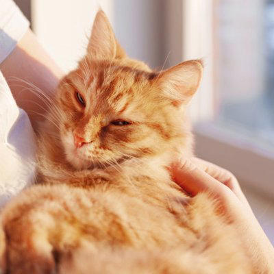 猫を『粘着質』にさせてしまう飼い主の行動3選, 1.過剰に構いすぎる, 2.お願いの鳴き声には即座に応えてしまう, 3.ひとりではかわいそうだと思う, 猫と飼い主の理想的な距離感
