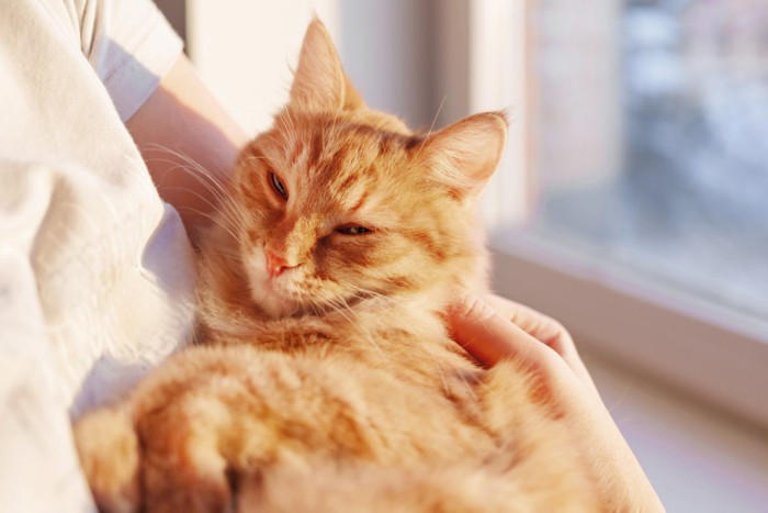 猫を『粘着質』にさせてしまう飼い主の行動3選, 1.過剰に構いすぎる, 2.お願いの鳴き声には即座に応えてしまう, 3.ひとりではかわいそうだと思う, 猫と飼い主の理想的な距離感