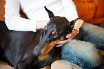 犬が人に頭突きをする理由, 2.安心感を求めるため, 3.おねだりしたいことがある, 4.自分のことを見てほしい, 愛犬に頭突きをやめてほしい場合の対処法