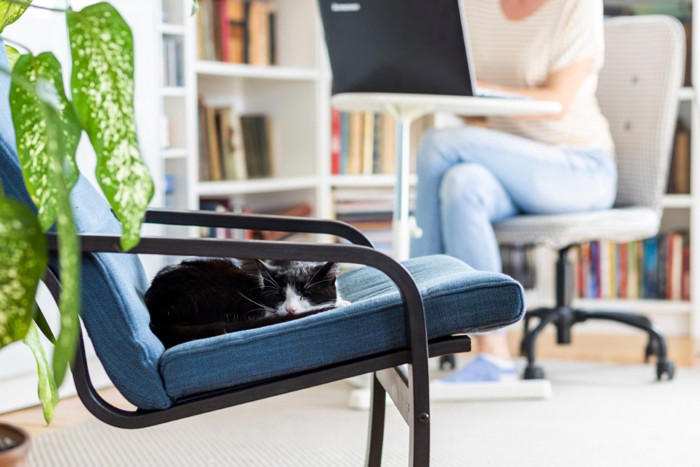 猫を『粘着質』にさせてしまう飼い主の行動3選, 1.過剰に構いすぎる, 2.お願いの鳴き声には即座に応えてしまう, 3.ひとりではかわいそうだと思う, 猫と飼い主の理想的な距離感