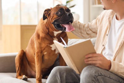 犬が人に頭突きをする理由, 2.安心感を求めるため, 3.おねだりしたいことがある, 4.自分のことを見てほしい, 愛犬に頭突きをやめてほしい場合の対処法