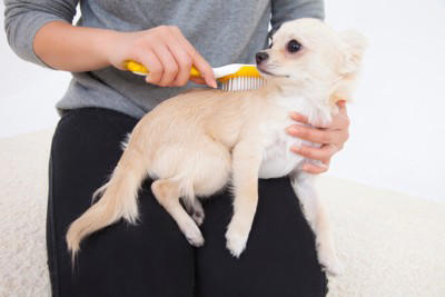 犬の「換毛期」にしてはいけないNG行為4選, 1.無理やり毛を引っ張る, 2.人間用のブラシを使う, 3.お風呂（シャンプー）の回数を増やしすぎる, 4.抜けた毛をそのまま放置する, 5.ハサミで毛玉を切り落とそうとする, 正しいケアで愛犬も自分もスッキリ, こんなときは病院へ！注意すべきトラブル