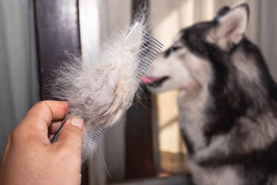 犬の「換毛期」にしてはいけないNG行為4選, 1.無理やり毛を引っ張る, 2.人間用のブラシを使う, 3.お風呂（シャンプー）の回数を増やしすぎる, 4.抜けた毛をそのまま放置する, 5.ハサミで毛玉を切り落とそうとする, 正しいケアで愛犬も自分もスッキリ, こんなときは病院へ！注意すべきトラブル