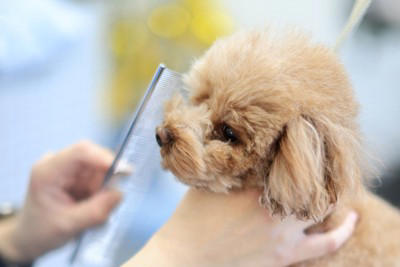犬の「換毛期」にしてはいけないNG行為4選, 1.無理やり毛を引っ張る, 2.人間用のブラシを使う, 3.お風呂（シャンプー）の回数を増やしすぎる, 4.抜けた毛をそのまま放置する, 5.ハサミで毛玉を切り落とそうとする, 正しいケアで愛犬も自分もスッキリ, こんなときは病院へ！注意すべきトラブル