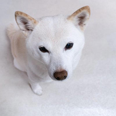 犬が飼い主を『出待ちする』理由５選, 1.1秒でも早く再会したいから, 2.寂しいので気配だけでも感じていたい, 3.扉の中に興味がある, 4.飼い主の安全を守っている, 5.普段から後をついて回るのが習慣化している, 犬がお風呂やトイレで出待ちするときの注意点