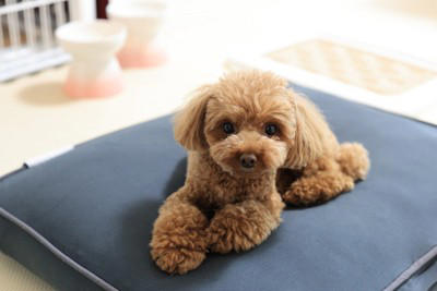 犬をペットホテルに長期間預けるリスク, 心身ともにストレスがかかる, しつけを忘れてしまう, 信頼関係にヒビが入る, ペットホテルを利用する前に準備すること, 実利用前に必ず一時利用でお試しを, 愛犬に合ったペットホテルを選ぶ, ペットホテル以外の選択肢も考えてみる
