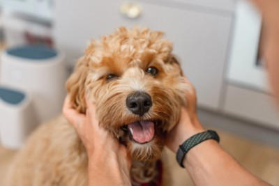 犬が飼い主を『出待ちする』理由５選, 1.1秒でも早く再会したいから, 2.寂しいので気配だけでも感じていたい, 3.扉の中に興味がある, 4.飼い主の安全を守っている, 5.普段から後をついて回るのが習慣化している, 犬がお風呂やトイレで出待ちするときの注意点