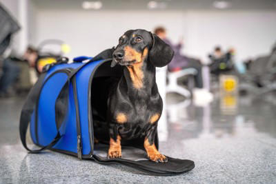 犬をペットホテルに長期間預けるリスク, 心身ともにストレスがかかる, しつけを忘れてしまう, 信頼関係にヒビが入る, ペットホテルを利用する前に準備すること, 実利用前に必ず一時利用でお試しを, 愛犬に合ったペットホテルを選ぶ, ペットホテル以外の選択肢も考えてみる