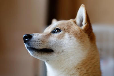 犬が飼い主を『出待ちする』理由５選, 1.1秒でも早く再会したいから, 2.寂しいので気配だけでも感じていたい, 3.扉の中に興味がある, 4.飼い主の安全を守っている, 5.普段から後をついて回るのが習慣化している, 犬がお風呂やトイレで出待ちするときの注意点
