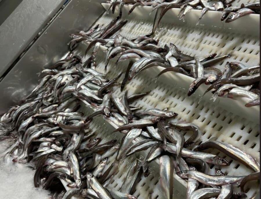 無駄な燃料費と資源の浪費, 水揚げ分散で品質向上, 水産業が成長産業になると燃費も良くなる, 世界の漁業では日本と違うことが起きている