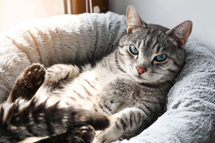 猫が甘えなくなったときに考えられる5つの原因, 1.健康面の問題, 2.環境の変化によるストレス, 3.飼い主との関係性の変化, 4.成長や加齢による変化, 5.季節や気温の影響, 猫が甘えなくなったときの改善方法は？