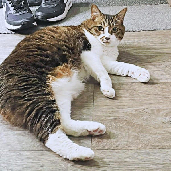 遺品整理の現場で出会った1匹の猫, 隅から動かない…警戒心が解けるまでの日々, 机や膝の上へ…甘えん坊に変わった瞬間, 闘病の末に旅立ち…ちーちゃんが残したもの