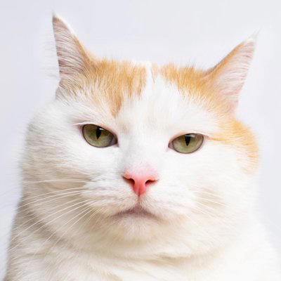 猫が甘えなくなったときに考えられる5つの原因, 1.健康面の問題, 2.環境の変化によるストレス, 3.飼い主との関係性の変化, 4.成長や加齢による変化, 5.季節や気温の影響, 猫が甘えなくなったときの改善方法は？