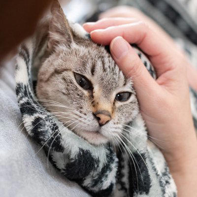 猫が飼い主の『服の中』に入りたがる理由, 1.飼い主の体温と匂いに安心するから, 2.子猫時代の記憶が残っているから, 3.外の刺激から身を守りたいから, 服の中に入りたがる猫への上手な接し方
