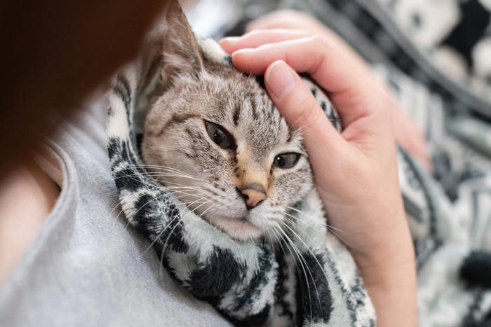 猫が飼い主の『服の中』に入りたがる理由, 1.飼い主の体温と匂いに安心するから, 2.子猫時代の記憶が残っているから, 3.外の刺激から身を守りたいから, 服の中に入りたがる猫への上手な接し方