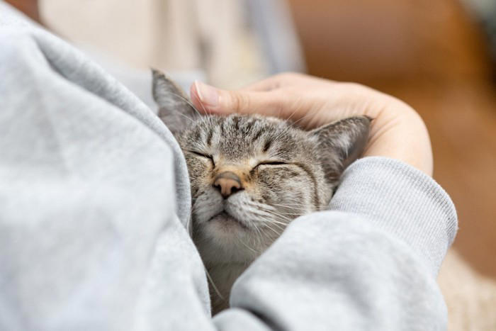 猫が飼い主の『服の中』に入りたがる理由, 1.飼い主の体温と匂いに安心するから, 2.子猫時代の記憶が残っているから, 3.外の刺激から身を守りたいから, 服の中に入りたがる猫への上手な接し方