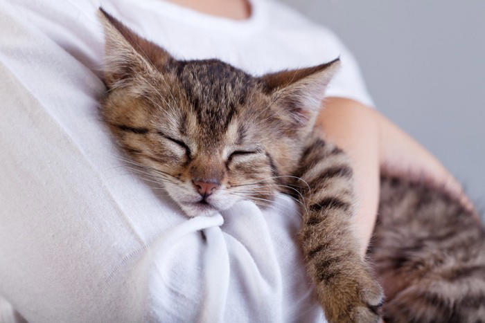 猫が飼い主の『服の中』に入りたがる理由, 1.飼い主の体温と匂いに安心するから, 2.子猫時代の記憶が残っているから, 3.外の刺激から身を守りたいから, 服の中に入りたがる猫への上手な接し方