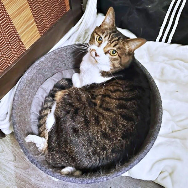 遺品整理の現場で出会った1匹の猫, 隅から動かない…警戒心が解けるまでの日々, 机や膝の上へ…甘えん坊に変わった瞬間, 闘病の末に旅立ち…ちーちゃんが残したもの