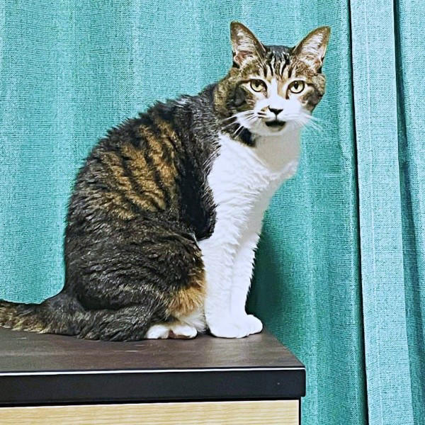 遺品整理の現場で出会った1匹の猫, 隅から動かない…警戒心が解けるまでの日々, 机や膝の上へ…甘えん坊に変わった瞬間, 闘病の末に旅立ち…ちーちゃんが残したもの