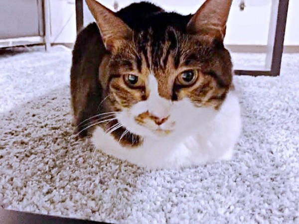遺品整理の現場で出会った1匹の猫, 隅から動かない…警戒心が解けるまでの日々, 机や膝の上へ…甘えん坊に変わった瞬間, 闘病の末に旅立ち…ちーちゃんが残したもの