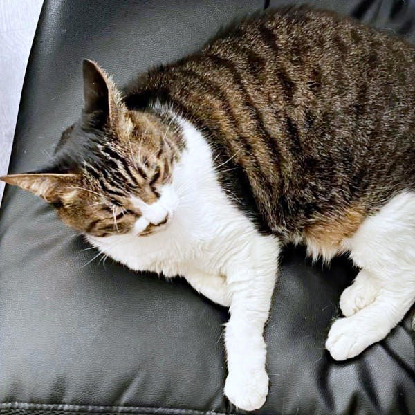 遺品整理の現場で出会った1匹の猫, 隅から動かない…警戒心が解けるまでの日々, 机や膝の上へ…甘えん坊に変わった瞬間, 闘病の末に旅立ち…ちーちゃんが残したもの