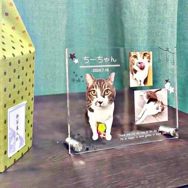 遺品整理の現場で出会った1匹の猫, 隅から動かない…警戒心が解けるまでの日々, 机や膝の上へ…甘えん坊に変わった瞬間, 闘病の末に旅立ち…ちーちゃんが残したもの
