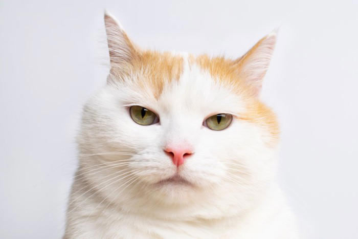 猫が甘えなくなったときに考えられる5つの原因, 1.健康面の問題, 2.環境の変化によるストレス, 3.飼い主との関係性の変化, 4.成長や加齢による変化, 5.季節や気温の影響, 猫が甘えなくなったときの改善方法は？