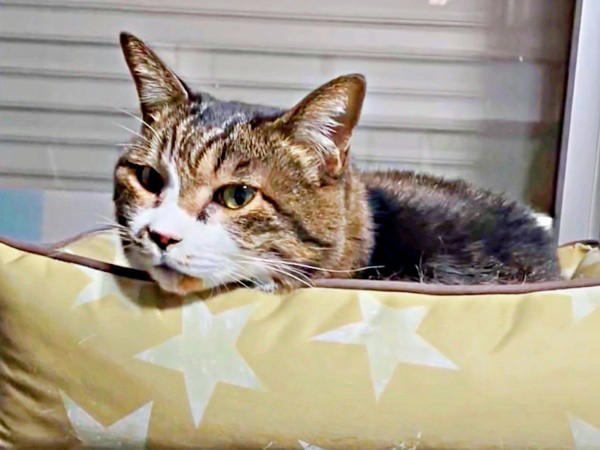 遺品整理の現場で出会った1匹の猫, 隅から動かない…警戒心が解けるまでの日々, 机や膝の上へ…甘えん坊に変わった瞬間, 闘病の末に旅立ち…ちーちゃんが残したもの