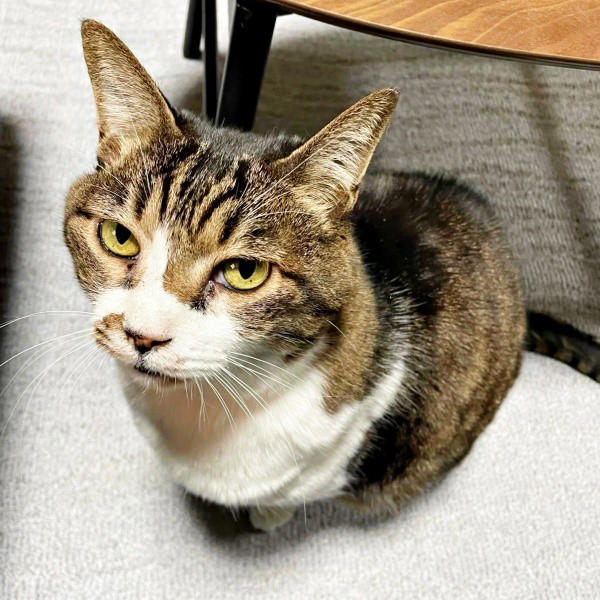 遺品整理の現場で出会った1匹の猫, 隅から動かない…警戒心が解けるまでの日々, 机や膝の上へ…甘えん坊に変わった瞬間, 闘病の末に旅立ち…ちーちゃんが残したもの