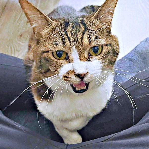 遺品整理の現場で出会った1匹の猫, 隅から動かない…警戒心が解けるまでの日々, 机や膝の上へ…甘えん坊に変わった瞬間, 闘病の末に旅立ち…ちーちゃんが残したもの