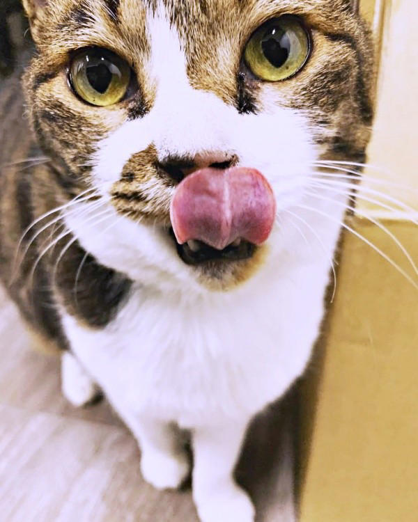 遺品整理の現場で出会った1匹の猫, 隅から動かない…警戒心が解けるまでの日々, 机や膝の上へ…甘えん坊に変わった瞬間, 闘病の末に旅立ち…ちーちゃんが残したもの