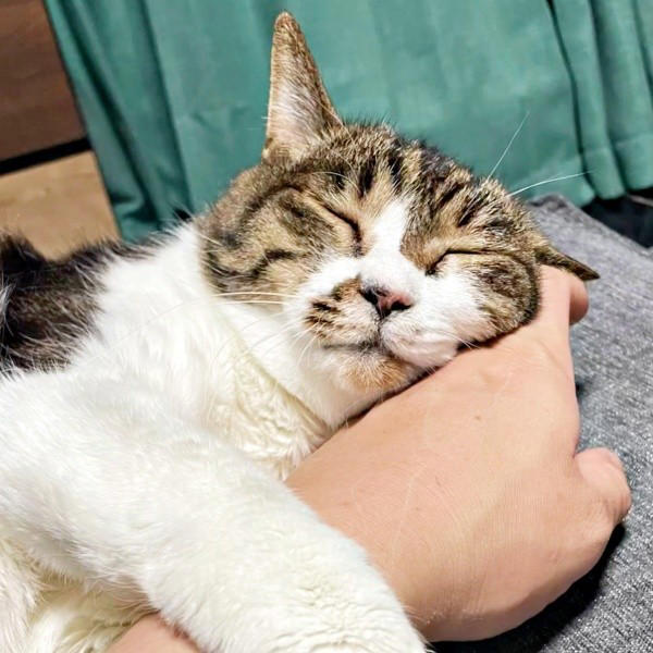 遺品整理の現場で出会った1匹の猫, 隅から動かない…警戒心が解けるまでの日々, 机や膝の上へ…甘えん坊に変わった瞬間, 闘病の末に旅立ち…ちーちゃんが残したもの