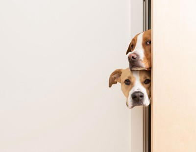 犬が飼い主を『出待ちする』理由５選, 1.1秒でも早く再会したいから, 2.寂しいので気配だけでも感じていたい, 3.扉の中に興味がある, 4.飼い主の安全を守っている, 5.普段から後をついて回るのが習慣化している, 犬がお風呂やトイレで出待ちするときの注意点