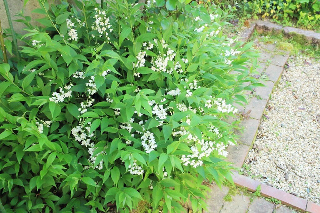 この記事で紹介する「植えてよかった、かわいい花が咲く庭木」, うちの庭に植えてよかった！毎年春や初夏にかわいい花が咲く「落葉低木」4選, シモツケ・ゴールドフレーム, うちの庭に植えてよかった！毎年春や初夏にかわいい花が咲く「常緑低木」3選, ブリスベーン・アカシア, かわいい花が咲く低木で四季折々の豊かな景色を