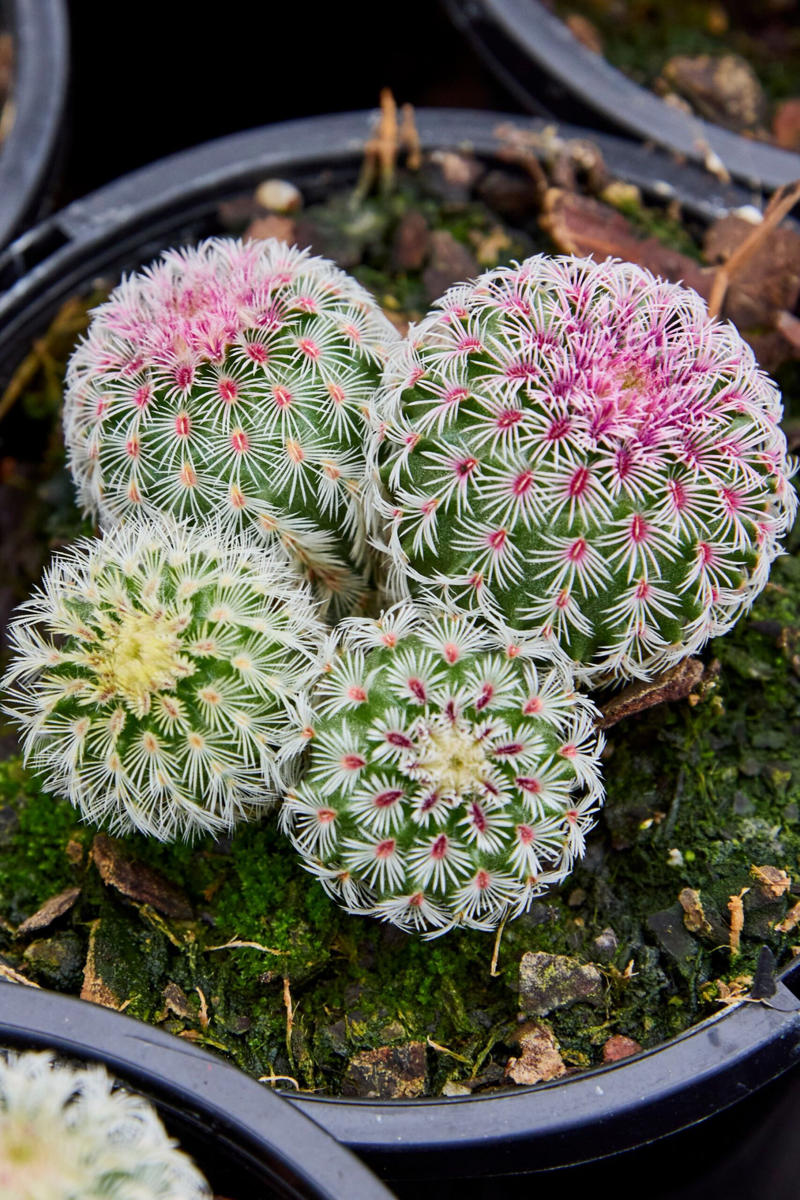 13 of our favourite flowering cacti, Yellow tower cactus (Parodia leninghausii) , Variegated crested San Pedro cactus (Trichocereus pachanoi) , Orange crown cactus (Alylostera pulvinosa) , Jelly beans sedum (Sedum rubrotinctum). , Crested silver torch (Cleistocactus strausii). , Claret cup cactus , The rainbow cactus (Echinocereus rigidissimus) , Monkey tail cactus (Cleistocactus colademononis) , Powder puff cactus Roseiflora (Mammillaria bocasana) , Prickly pear cactus , Easter lily cactus , Night-blooming cereus , Zygocactus , How to care for your flowering cacti, Growing in pots , Cold, dry winter rest: the key to getting cacti to flower, Flowering cacti FAQS