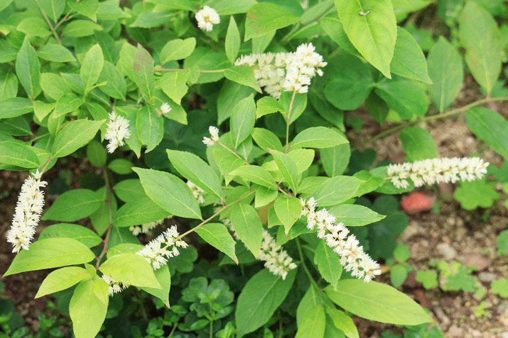 この記事で紹介する「植えてよかった、かわいい花が咲く庭木」, うちの庭に植えてよかった！毎年春や初夏にかわいい花が咲く「落葉低木」4選, シモツケ・ゴールドフレーム, うちの庭に植えてよかった！毎年春や初夏にかわいい花が咲く「常緑低木」3選, ブリスベーン・アカシア, かわいい花が咲く低木で四季折々の豊かな景色を