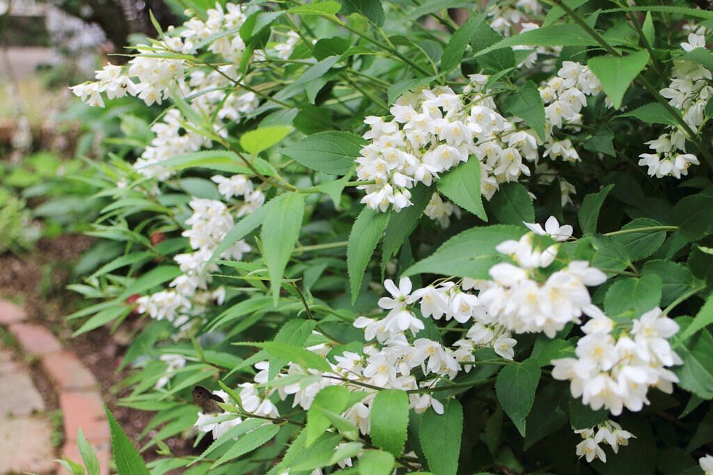 この記事で紹介する「植えてよかった、かわいい花が咲く庭木」, うちの庭に植えてよかった！毎年春や初夏にかわいい花が咲く「落葉低木」4選, シモツケ・ゴールドフレーム, うちの庭に植えてよかった！毎年春や初夏にかわいい花が咲く「常緑低木」3選, ブリスベーン・アカシア, かわいい花が咲く低木で四季折々の豊かな景色を