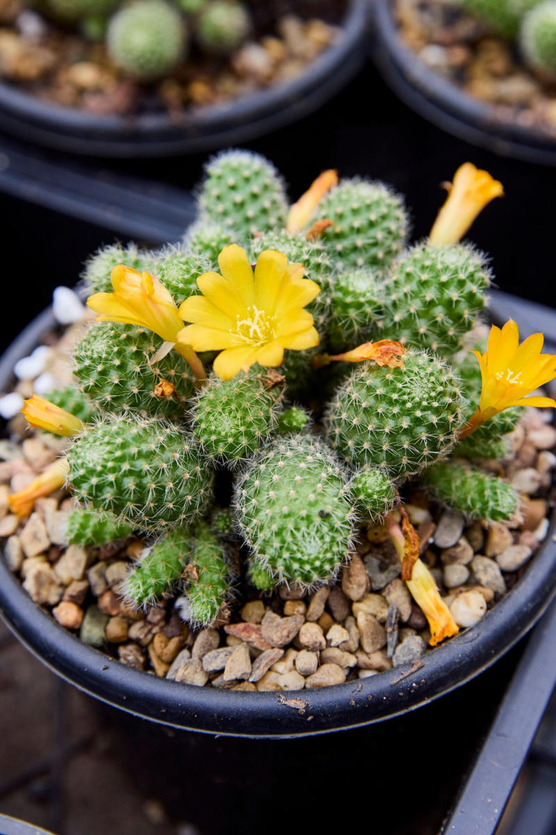 13 of our favourite flowering cacti, Yellow tower cactus (Parodia leninghausii) , Variegated crested San Pedro cactus (Trichocereus pachanoi) , Orange crown cactus (Alylostera pulvinosa) , Jelly beans sedum (Sedum rubrotinctum). , Crested silver torch (Cleistocactus strausii). , Claret cup cactus , The rainbow cactus (Echinocereus rigidissimus) , Monkey tail cactus (Cleistocactus colademononis) , Powder puff cactus Roseiflora (Mammillaria bocasana) , Prickly pear cactus , Easter lily cactus , Night-blooming cereus , Zygocactus , How to care for your flowering cacti, Growing in pots , Cold, dry winter rest: the key to getting cacti to flower, Flowering cacti FAQS