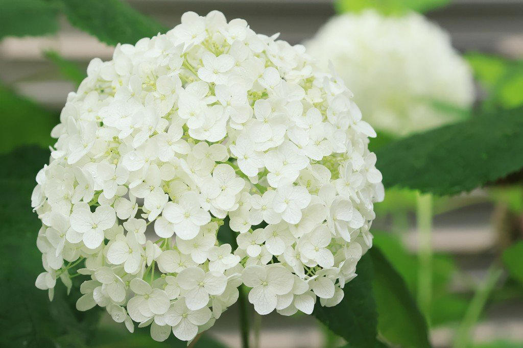 この記事で紹介する「植えてよかった、かわいい花が咲く庭木」, うちの庭に植えてよかった！毎年春や初夏にかわいい花が咲く「落葉低木」4選, シモツケ・ゴールドフレーム, うちの庭に植えてよかった！毎年春や初夏にかわいい花が咲く「常緑低木」3選, ブリスベーン・アカシア, かわいい花が咲く低木で四季折々の豊かな景色を