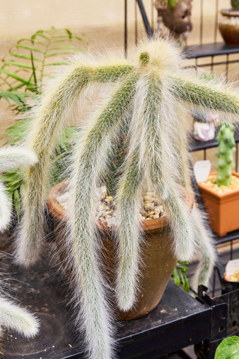 13 of our favourite flowering cacti, Yellow tower cactus (Parodia leninghausii) , Variegated crested San Pedro cactus (Trichocereus pachanoi) , Orange crown cactus (Alylostera pulvinosa) , Jelly beans sedum (Sedum rubrotinctum). , Crested silver torch (Cleistocactus strausii). , Claret cup cactus , The rainbow cactus (Echinocereus rigidissimus) , Monkey tail cactus (Cleistocactus colademononis) , Powder puff cactus Roseiflora (Mammillaria bocasana) , Prickly pear cactus , Easter lily cactus , Night-blooming cereus , Zygocactus , How to care for your flowering cacti, Growing in pots , Cold, dry winter rest: the key to getting cacti to flower, Flowering cacti FAQS